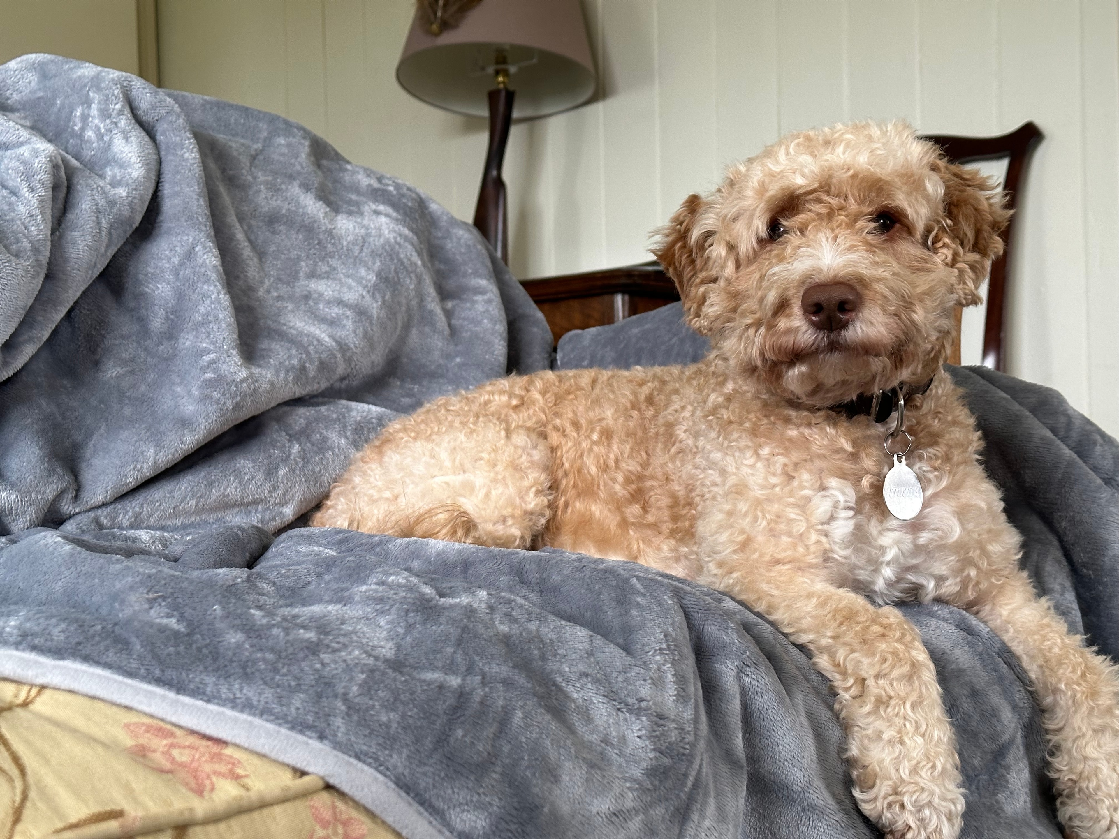 Woody the cockapoo stretched out contentedly on a sofa wrapped in a grey blanket